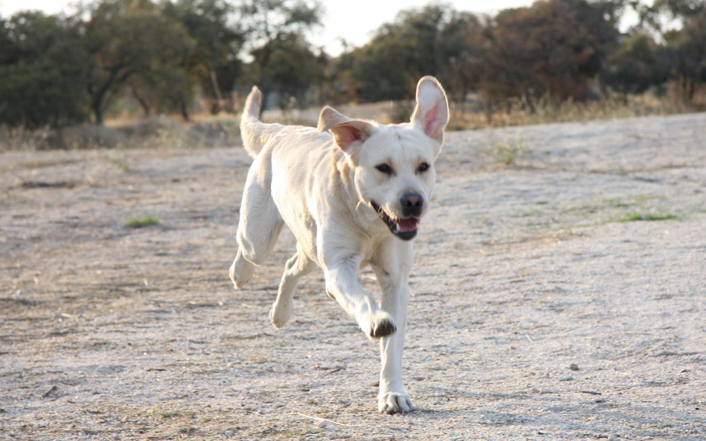 Labrador corriendo al aire libre