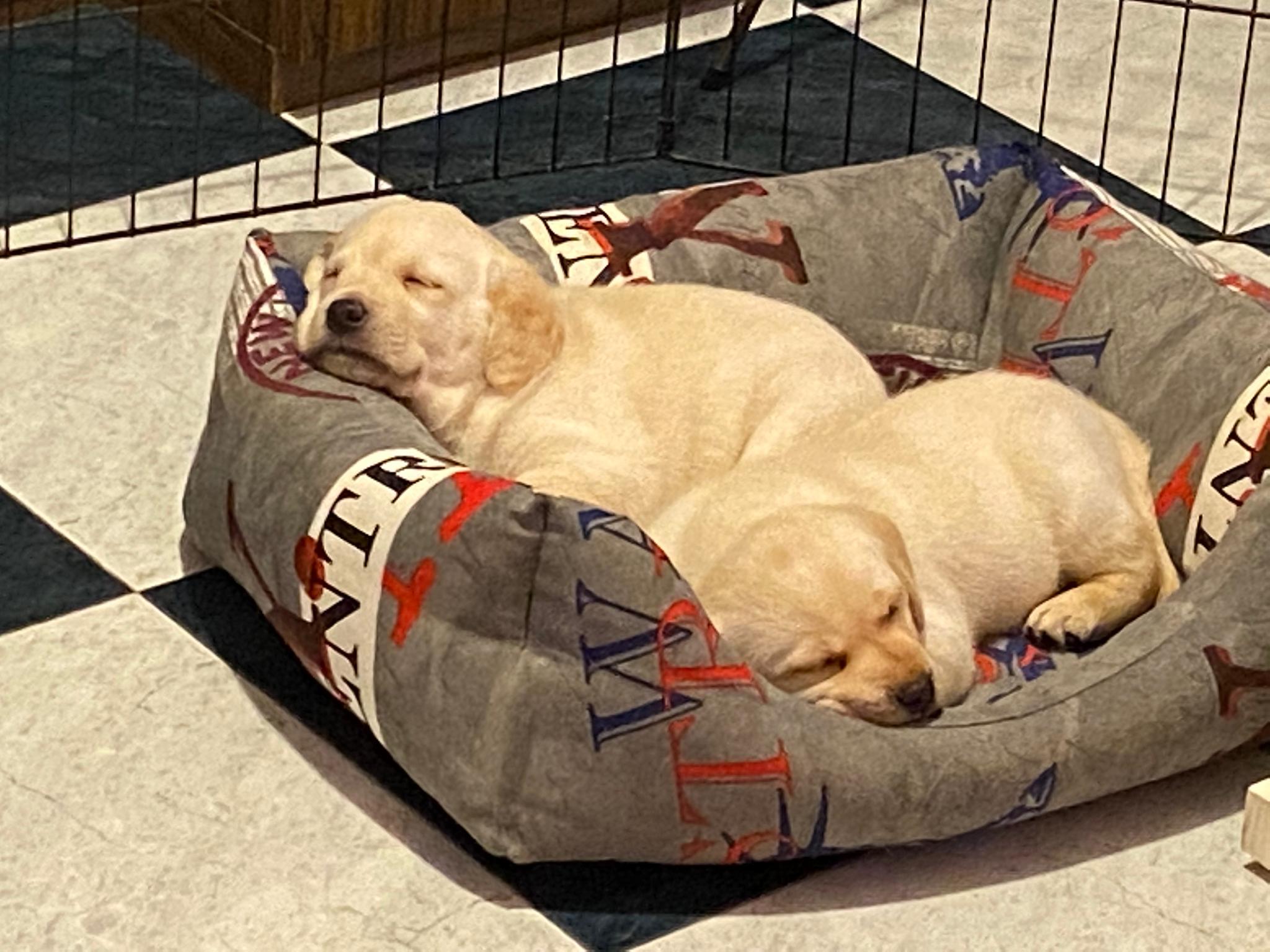 Cachorros de labrador descansando